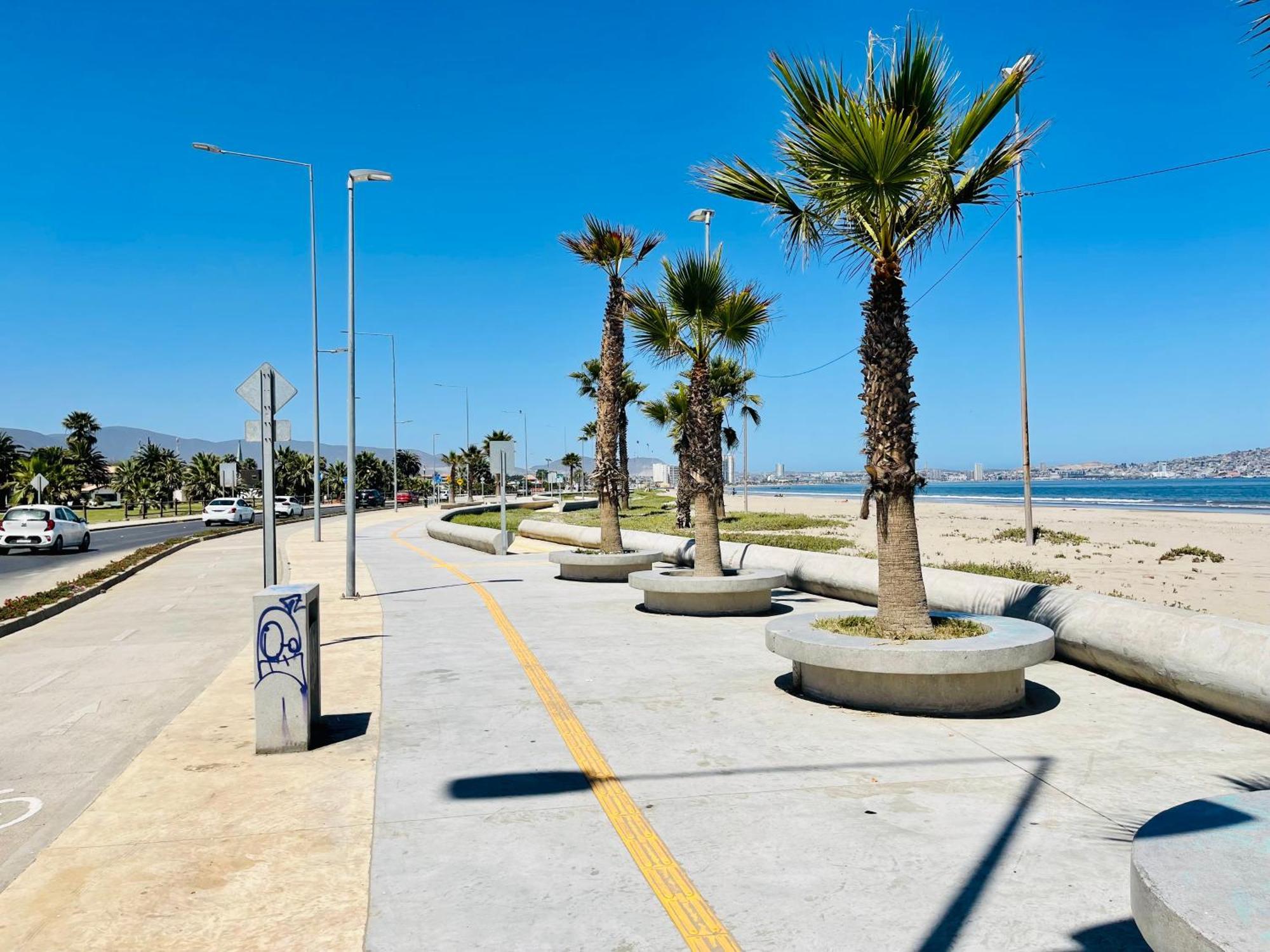 Cactus De Club Oceano * Coquimbo