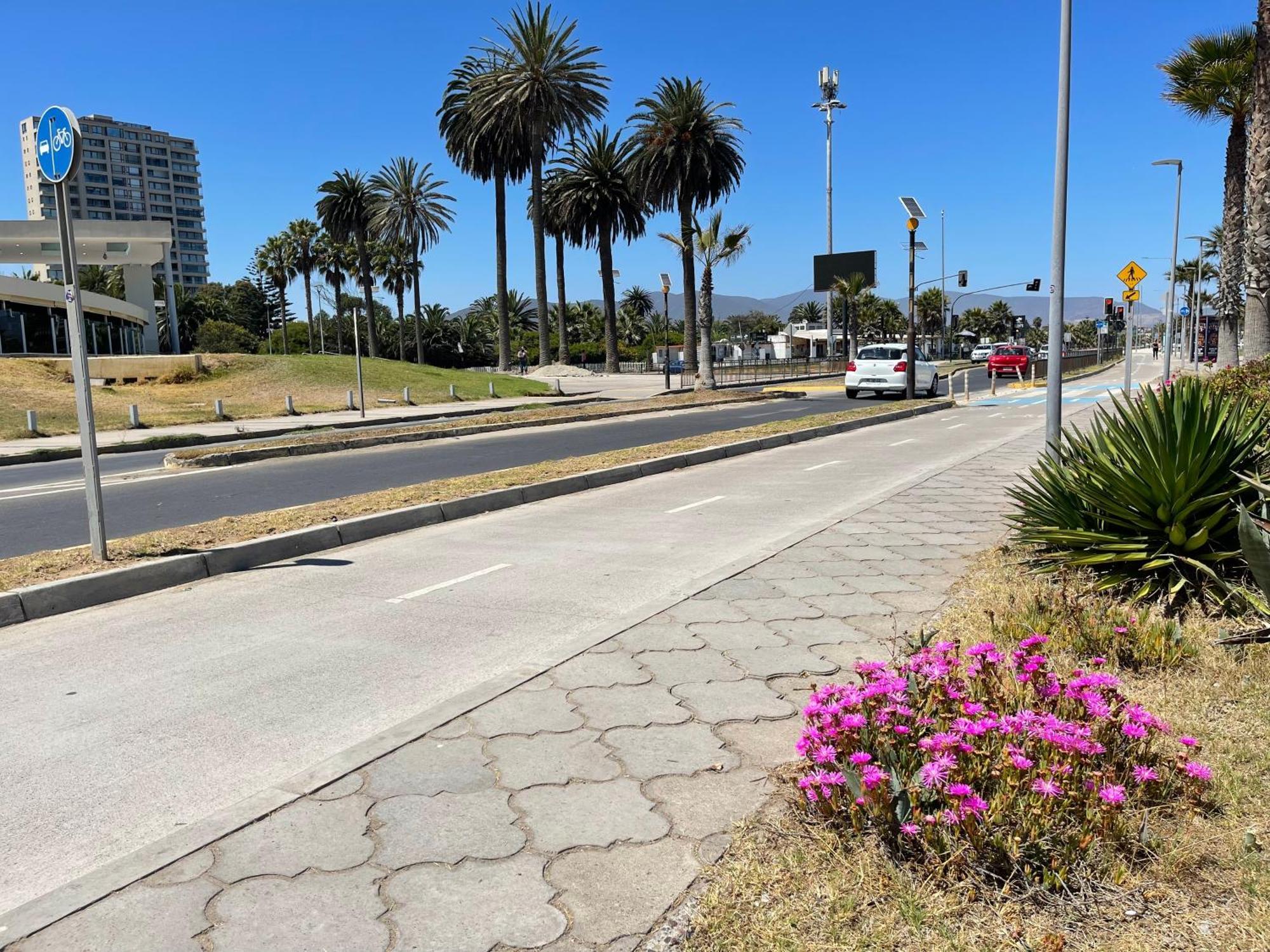 Cactus De Club Oceano Coquimbo